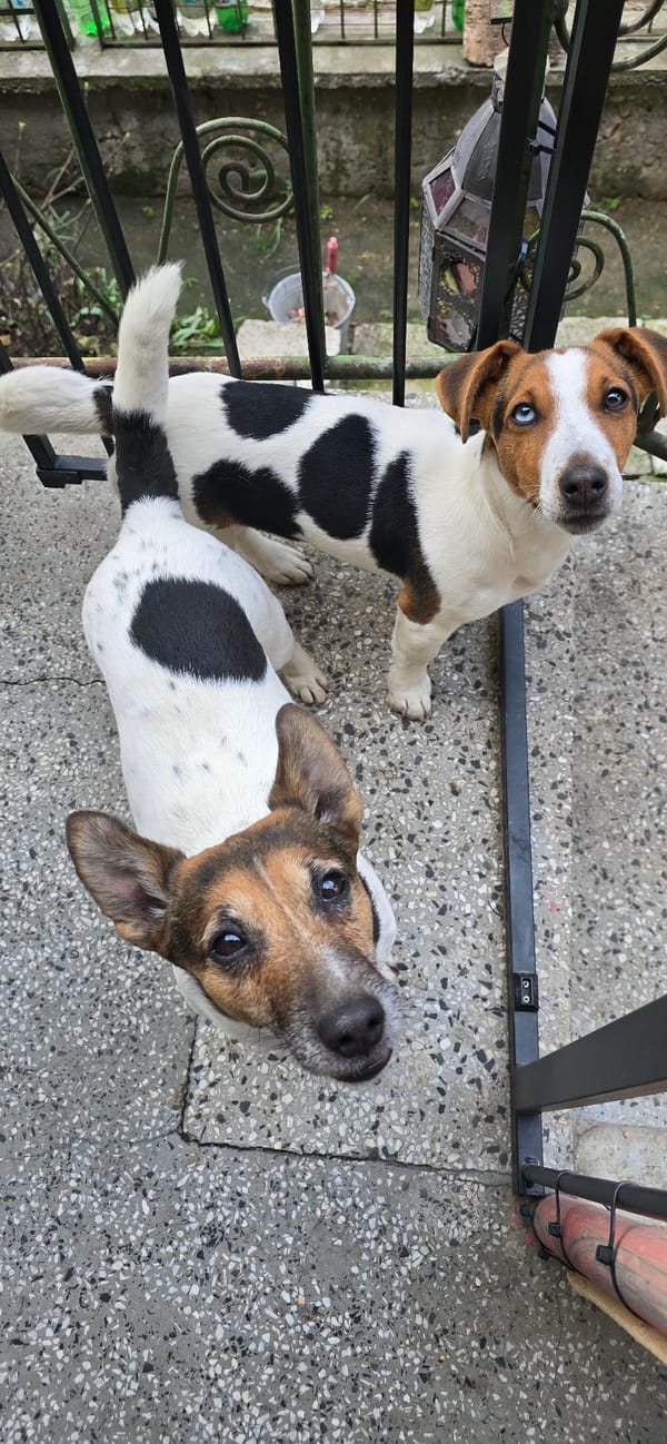 Two Jack Russell Terriers spotted on concrete surface in Varna