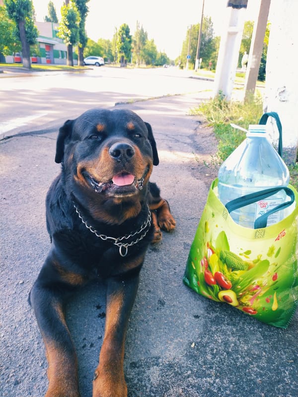 Morning stroll through Horishni Plavni with a Rottweiler in tow