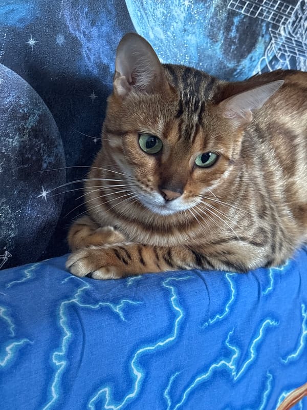 Two Bengal cats lounging and nuzzling on a sunny windowsill