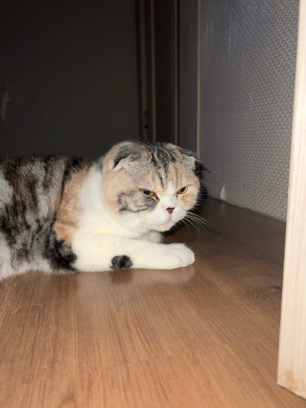 Woman toasts with drink as cat rests nearby in Noviy