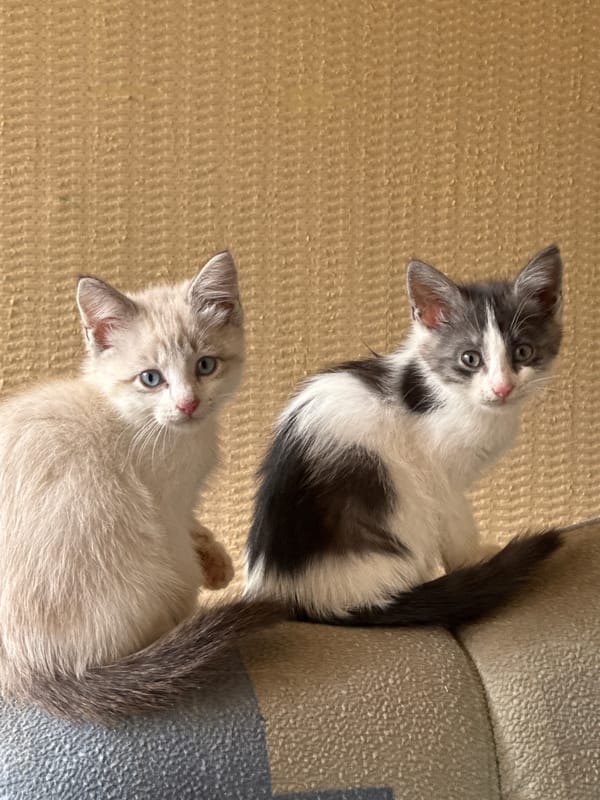 A couch full of kittens in Zaokskiy, Russia