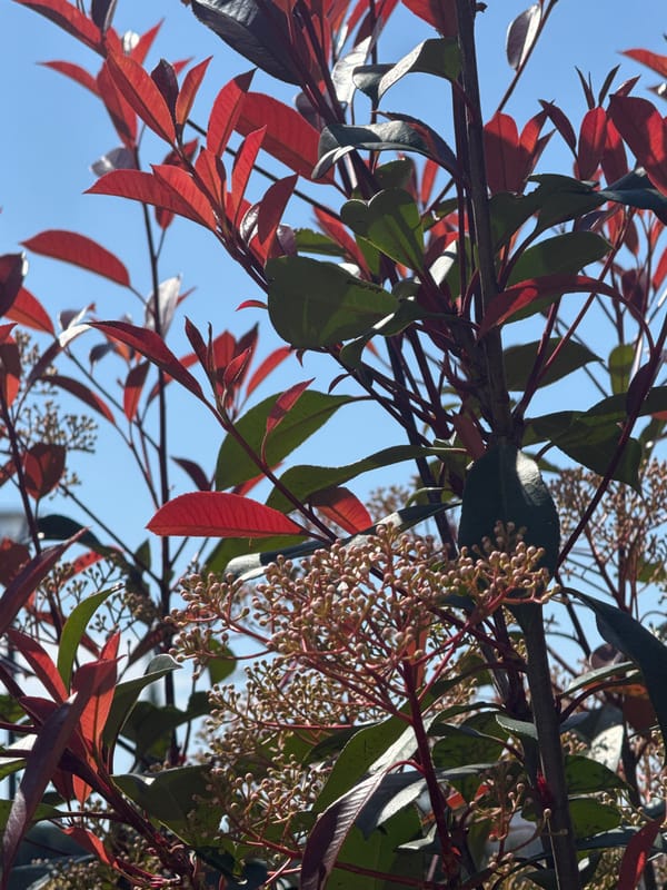Spring blooms and playground activity captured in Bar, Montenegro