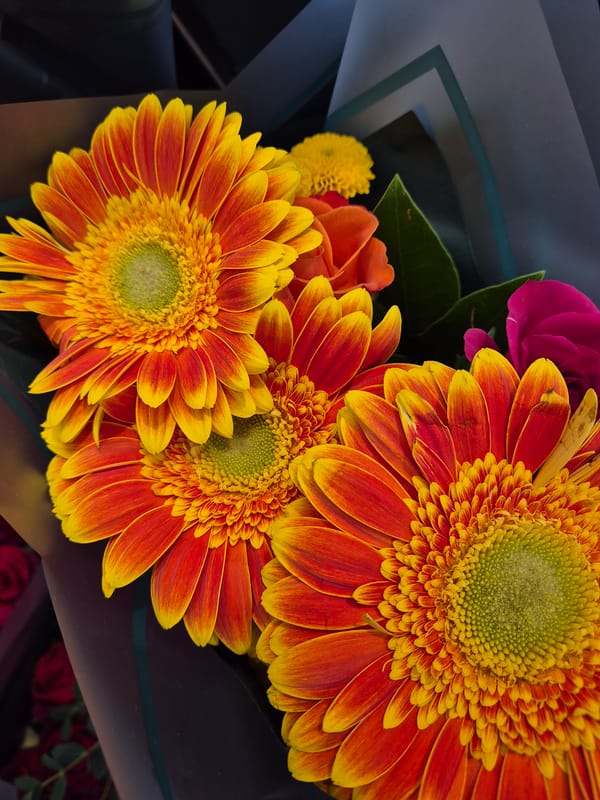 Fresh gerbera daisy bouquet photographed in West Suffolk