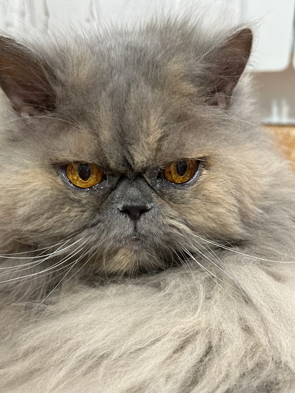 Early morning domestic moments with Persian cat in Chaikovsky