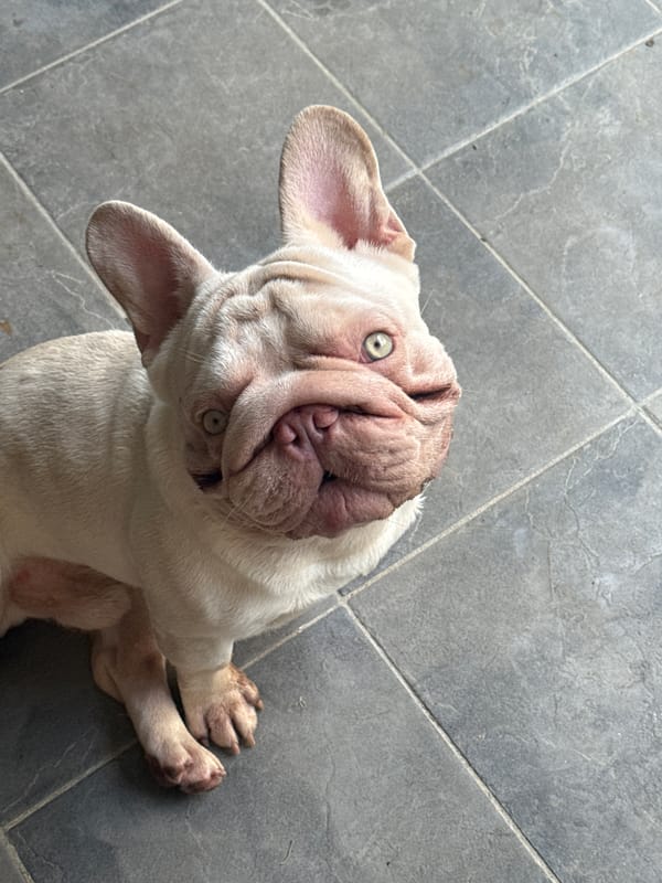 French Bulldog hanging out indoors and outside, including a kiddie pool