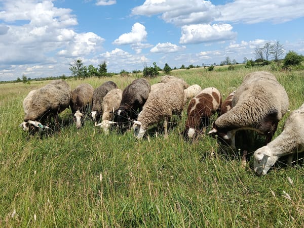 Sheep grazing, roaming, and resting across open rural fields