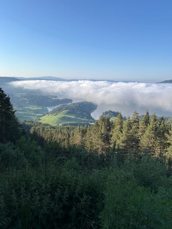 Dawn aerial views capture cloud-filled mountain valley through pine trees