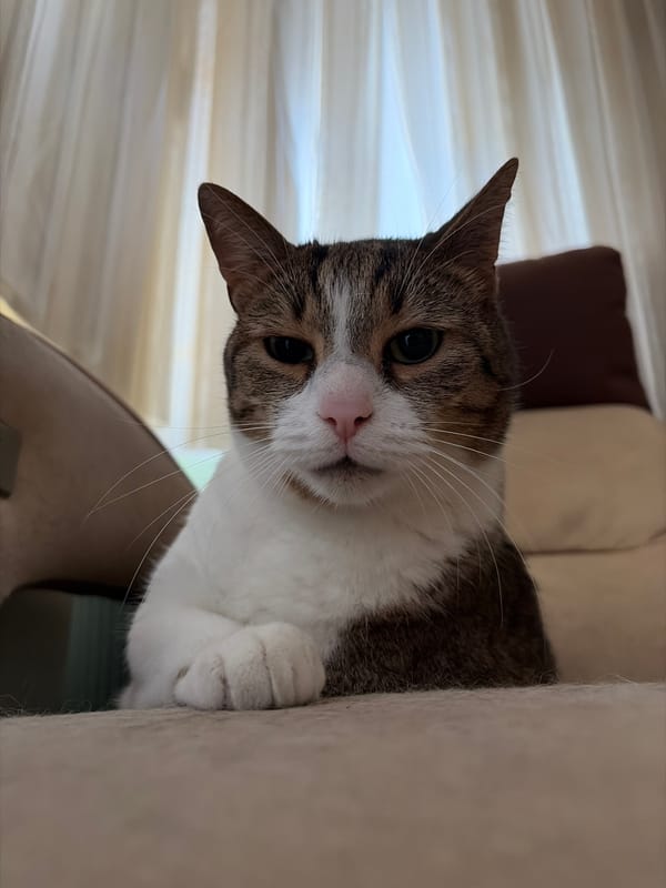 A collection of cats being cats at home
