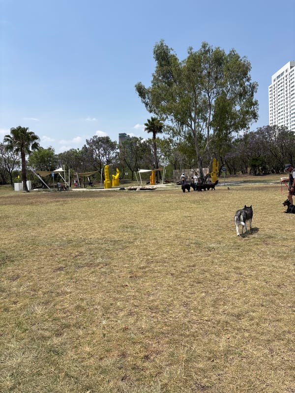 Dog owners gather for informal meetup at Mexican park