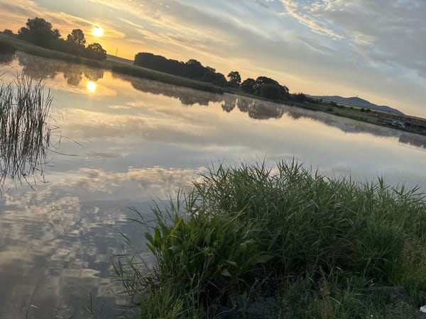 Natural water scene with vegetation captured by witness