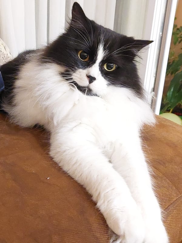 Plovdiv cat holds court on a couch for 40 minutes