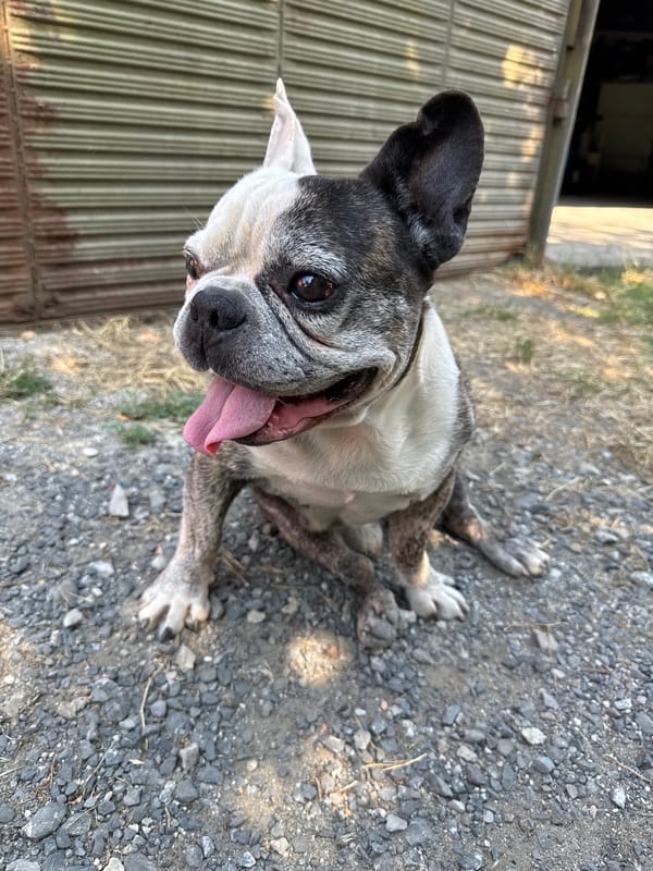 French Bulldog chilling outside a metal building in Aytos