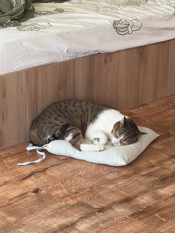 Cat sleeps peacefully indoors on grey cushion