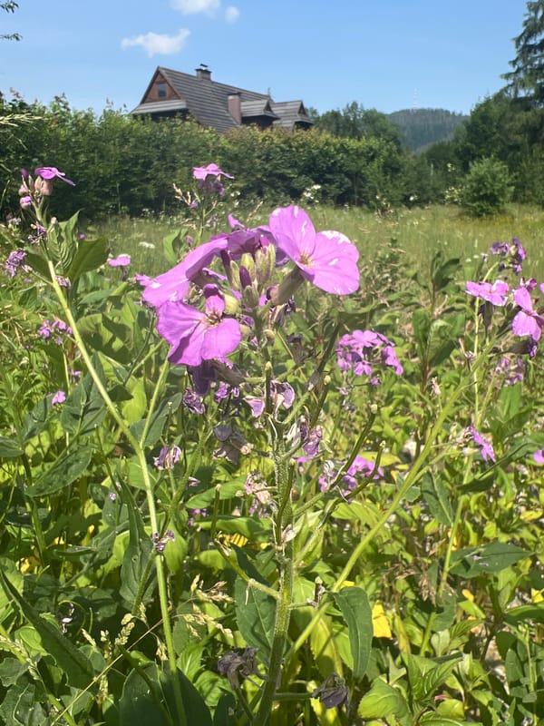 Summer morning in Zakopane's meadows with Tatra mountain views