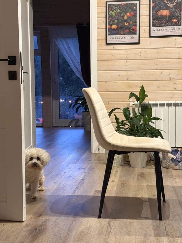 Dogs at a Russian dacha, indoors and out on a summer afternoon