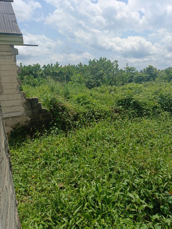 Overgrown vacant lot documented next to abandoned building structure