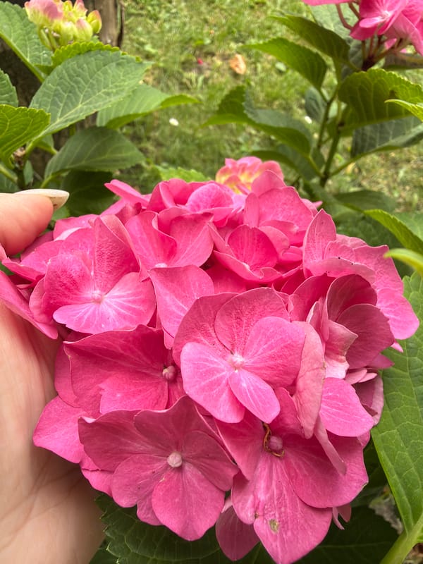 Backyard morning in Kozova: a playful dog and garden in bloom