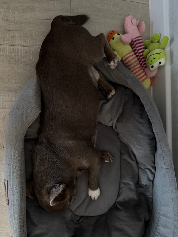 Dog sleeps peacefully with plush toys in Votkinsk home