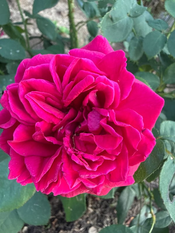 Garden flowers in close-up, Ihringshausen
