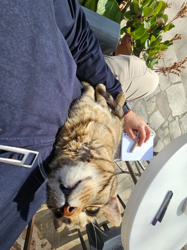 Cat relaxes on lap during sunny afternoon in Melnik