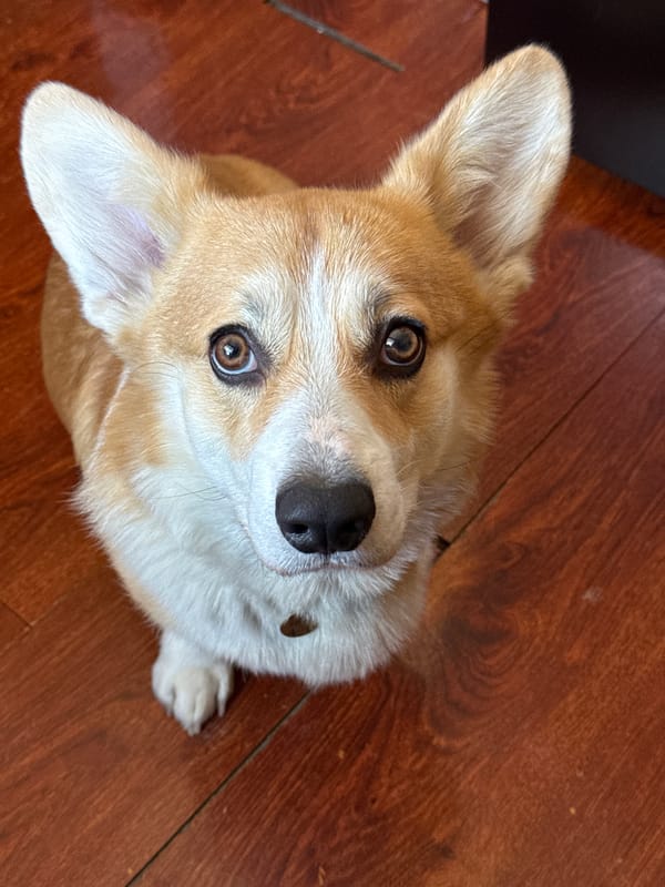Corgi photographed on wooden floor in Borzya, Russia