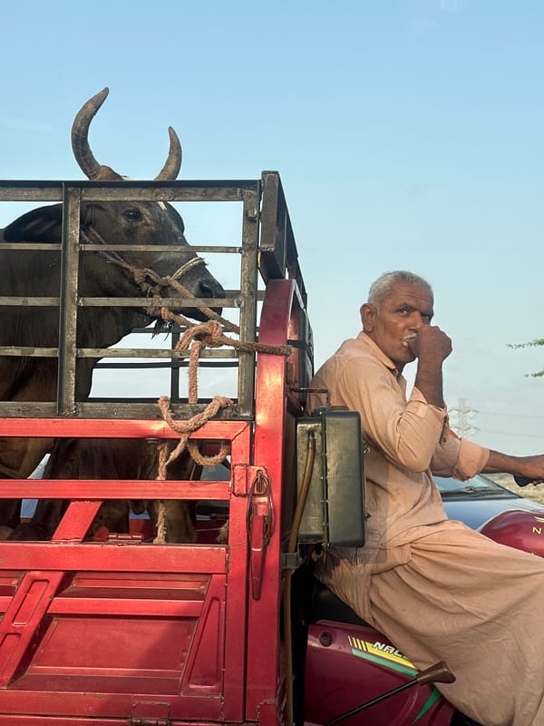 Red tuk-tuk hauling cattle through Hub, Pakistan