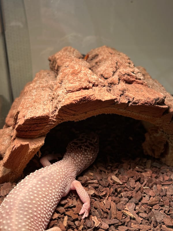 Gecko Takes Shelter in Cork Bark Terrarium Hide