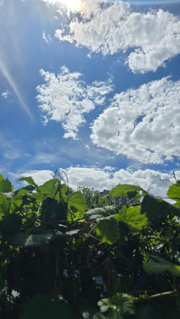 Sunny morning scenes captured in Kyiv residential areas