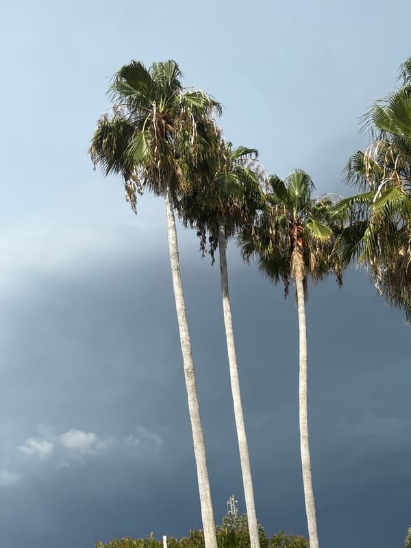 Storm clouds gathering behind palm trees in Sarasota