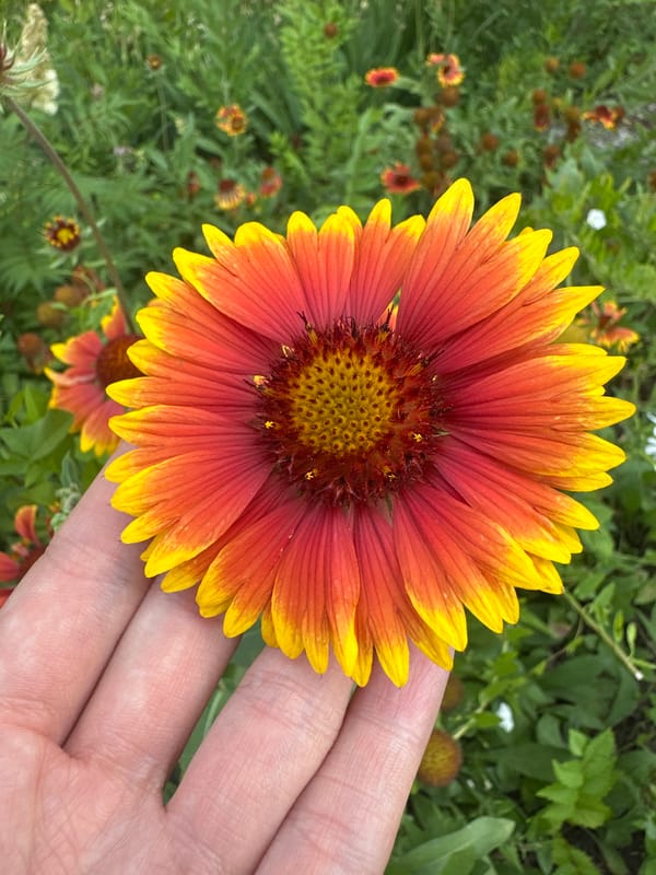 Close-up garden flowers in Togliatti, Russia