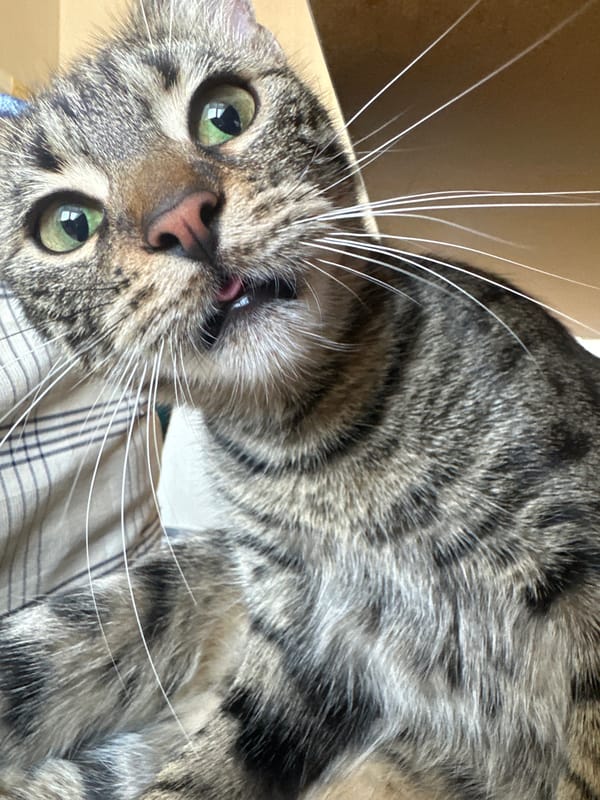 Tabby cat observed in various poses in Sofia