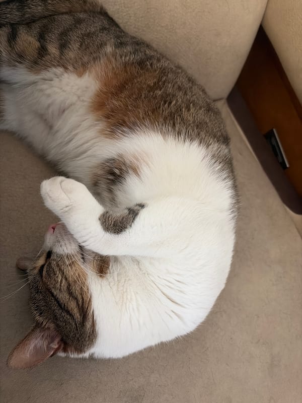 Tabby cat naps and relaxes on a beige couch