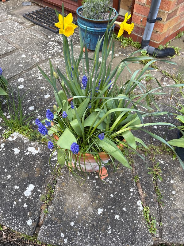 Spring garden scenes captured in Pulverbatch village