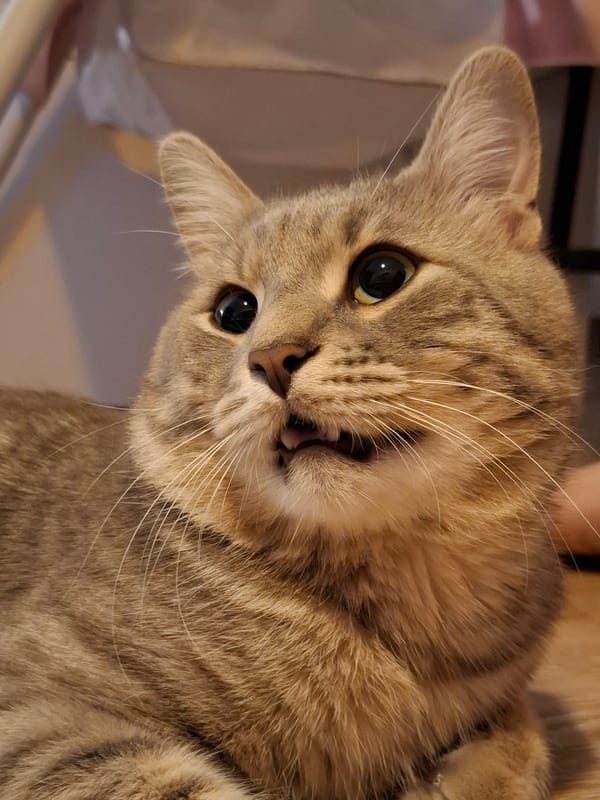 Tabby cat's playful morning session on wooden floors