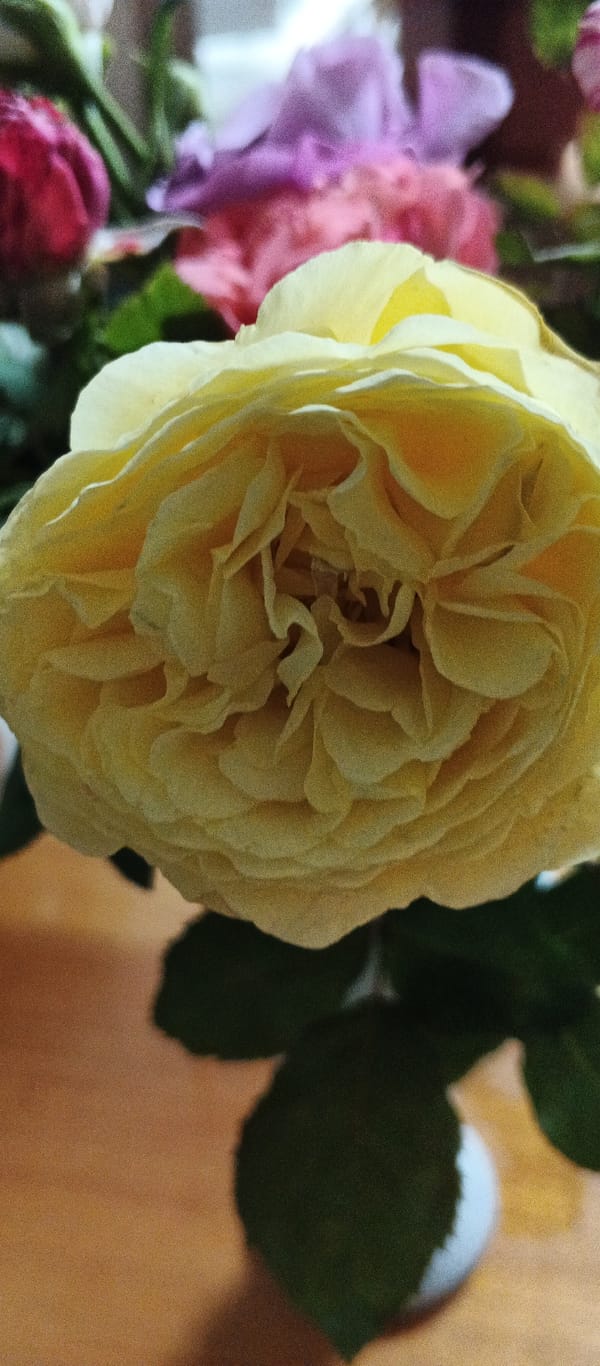Close-up details of colorful rose bouquets in Smila, Ukraine