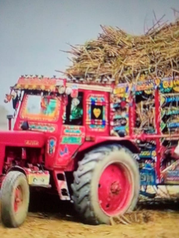 Decorated tractor spotted hauling crops near palm grove