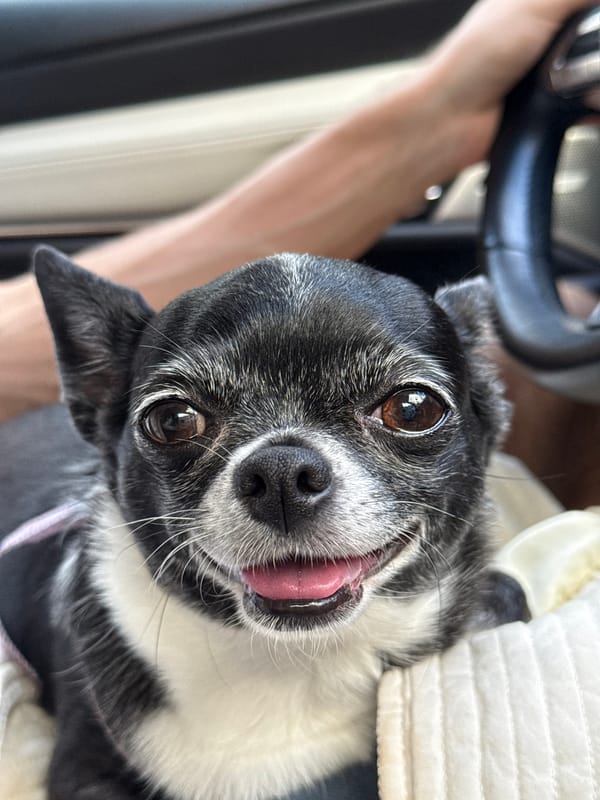 Small dog photographed multiple times in Tel Aviv car