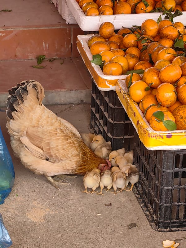 Hen tends chicks in Vietnamese market setting