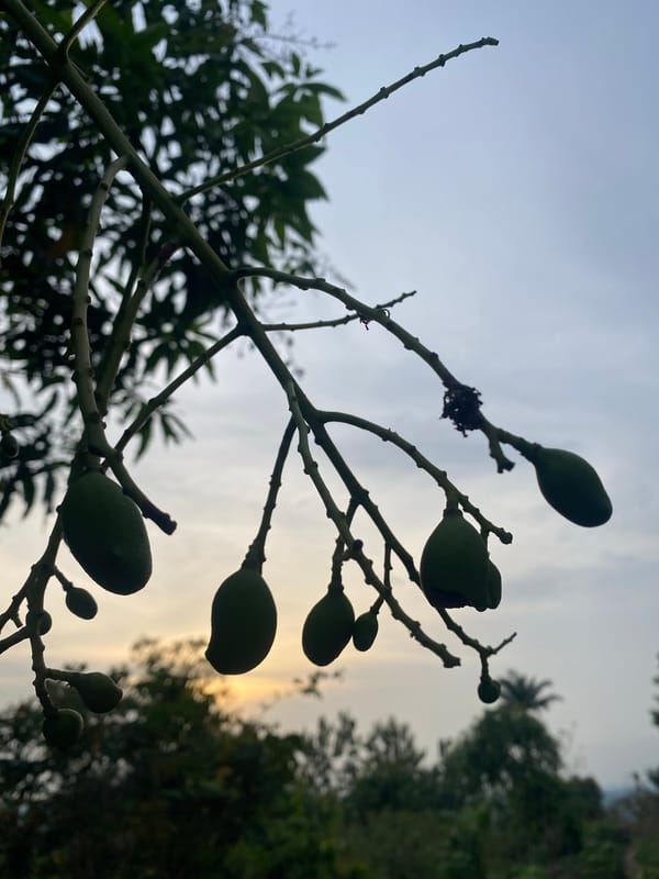 Unripe mangoes spotted on tree branch in Amaseri, Nigeria