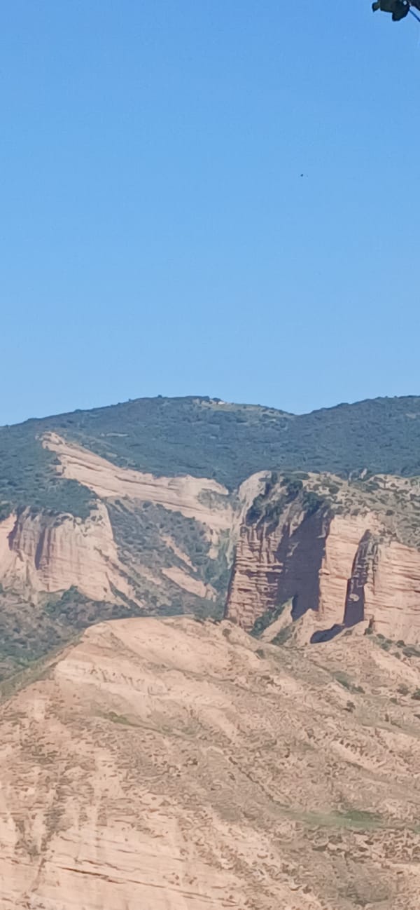 Flowers in bloom and a rugged sandstone cliff, up close