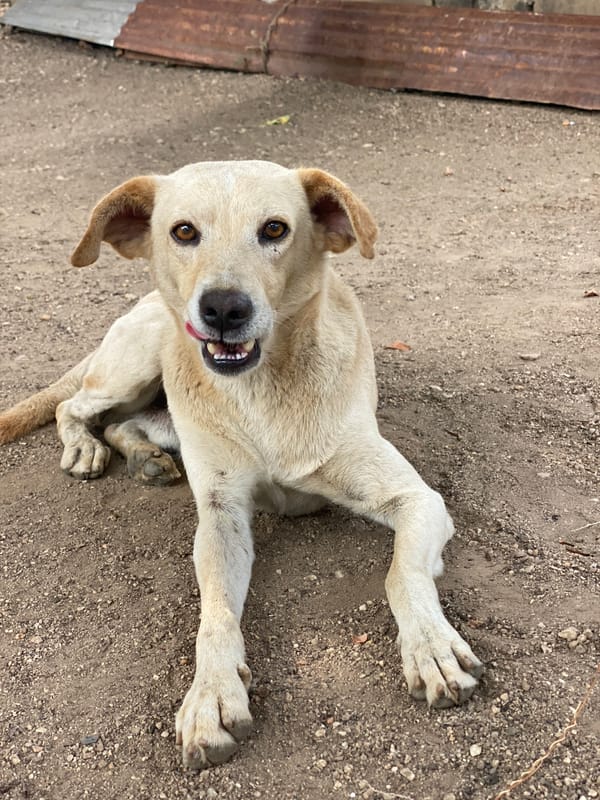 Dog resting, cacao pods growing observed in Tinaquillo, Venezuela