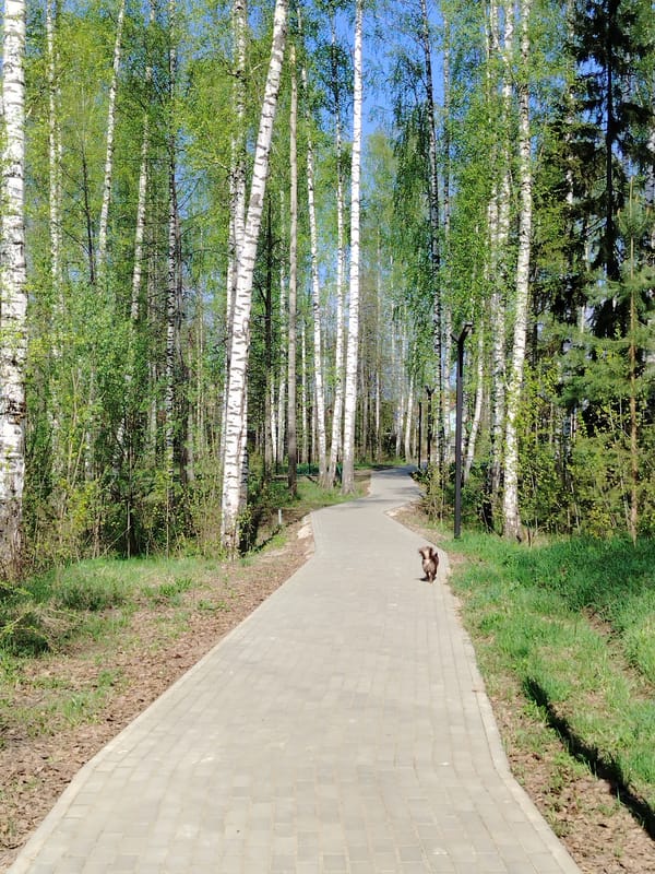 Quiet morning park scenes captured in Noviy, Russia