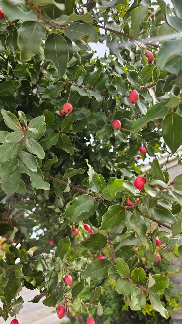 Berry-bearing shrub observed in Maule, Chile