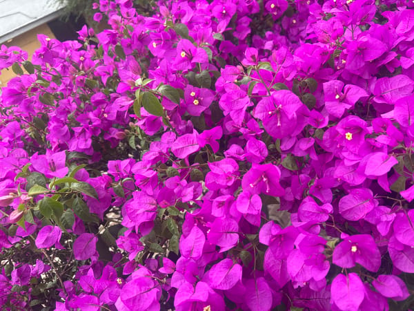 Evening flora documentation captures bougainvillea blooms, palm trees in Cuernavaca