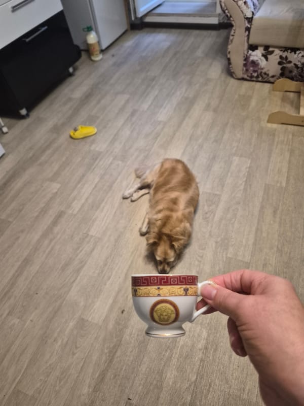 Lazy afternoon at home in Nyagan with a dog and daily life