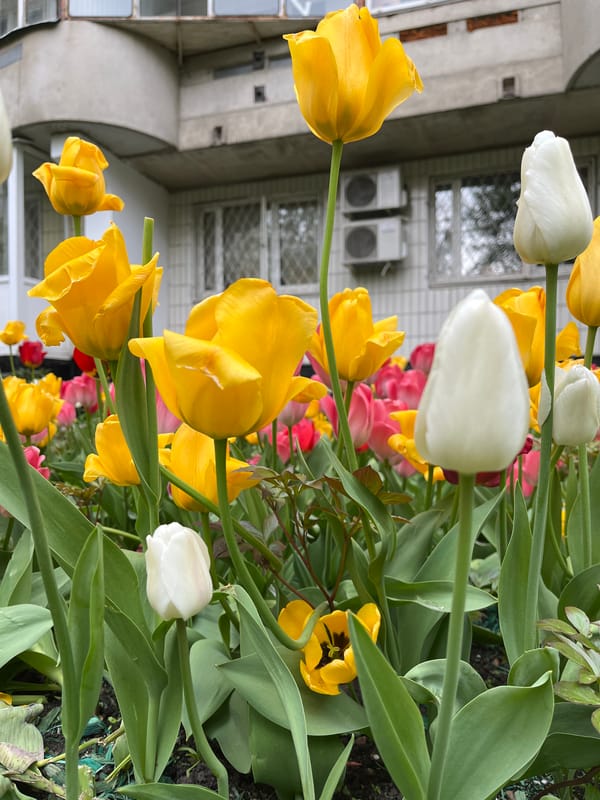 Spring tulips bloom outside Moscow building with barred windows