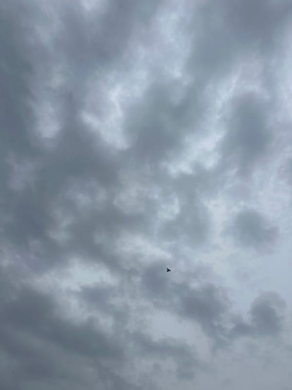 Bird silhouetted against overcast sky in Bogdanci