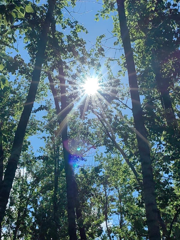 Morning forest walk documented through 16 memories in Ufa