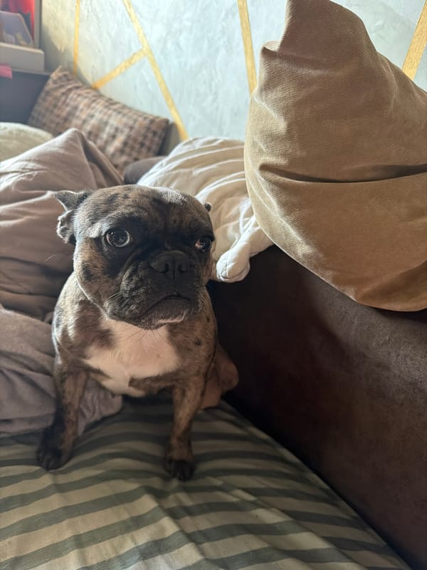 French Bulldog photographed in Novocherkassk residential area