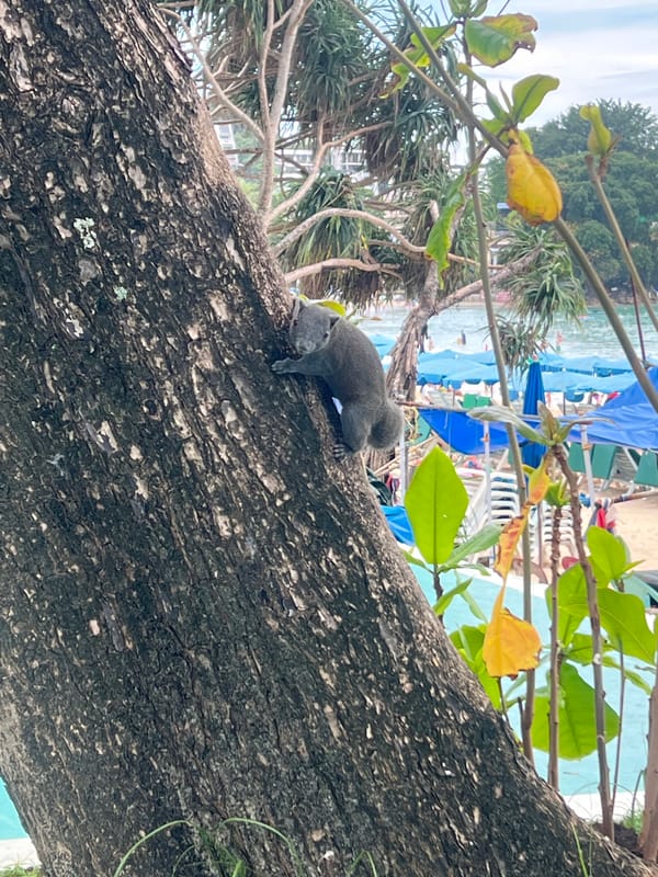 Myna birds and a squirrel getting fed at a busy park